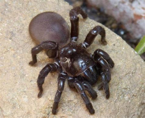 <b>Trapdoor</b> <b>spiders</b> <b>are</b> timid and easily frightened. . Are trapdoor spiders dangerous to dogs
